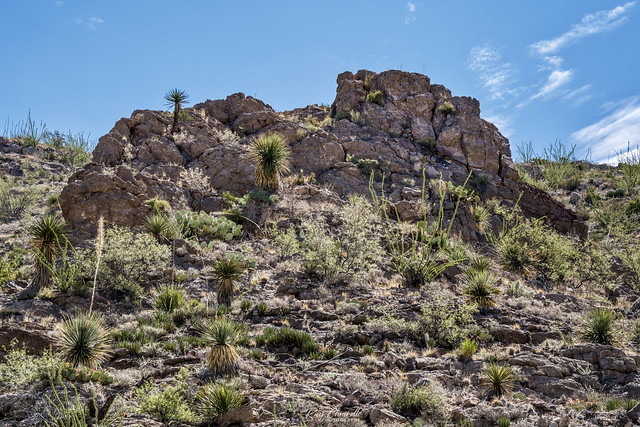 Life on the Franklin Mountains