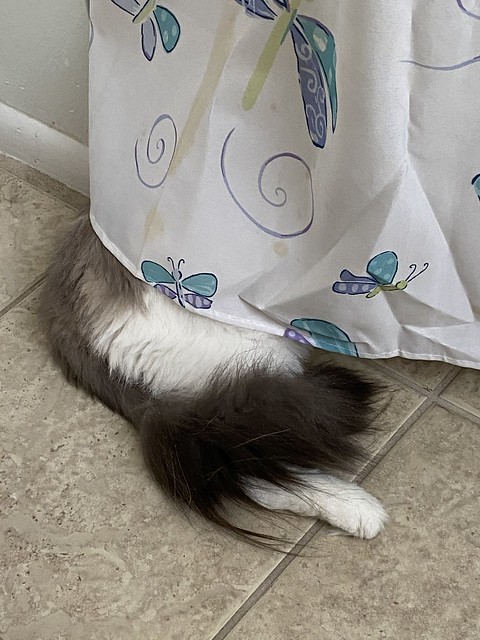 Jack is still new to playing hide and seek