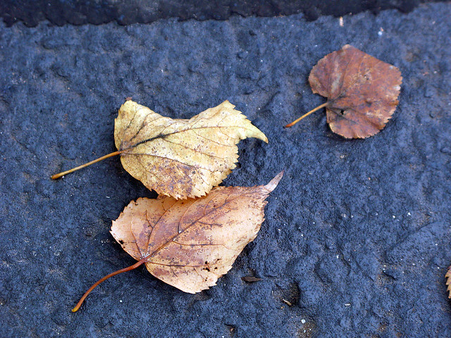 Three leaves