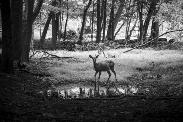 Dear at Watering Hole BW 1a