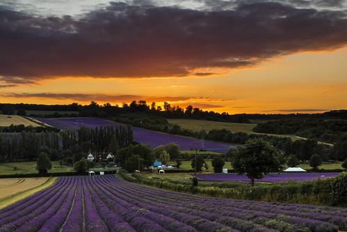 castlefarm lavender field eynsford shoreham kent sunset canon 80d sigma 1750mm leefilters