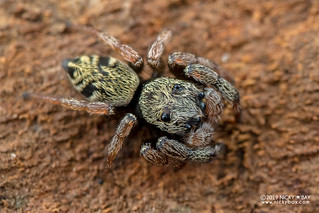 Jumping spider (Orcevia sp.) - DSC_2627