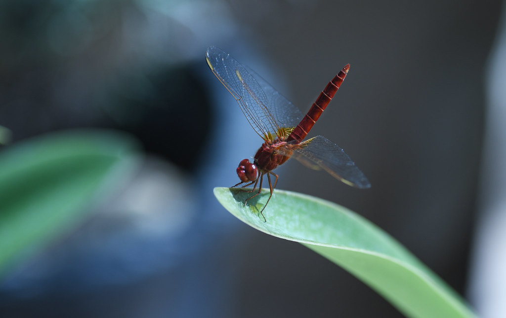 libel-lula     dragonfly