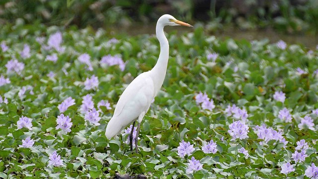 Great Egret - Silberreiher - Ardea alba