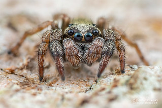 Jumping spider (Orcevia sp.) - DSC_2641
