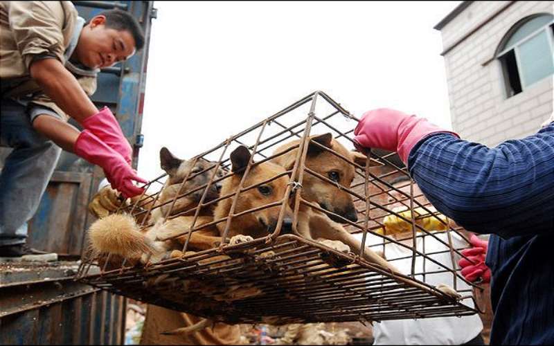 El infierno de los animales en China