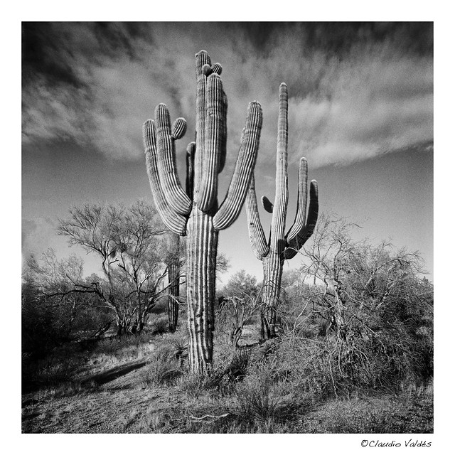 Sonoran Desert Walk