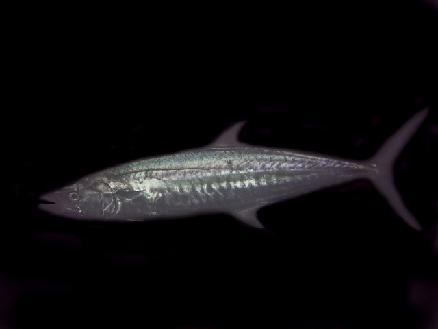 Narrow-barred spanish mackerel (Scomberomorus commerson)