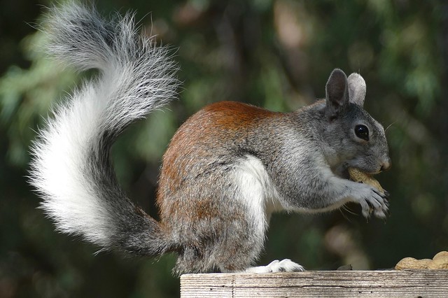 Abert's squirrel