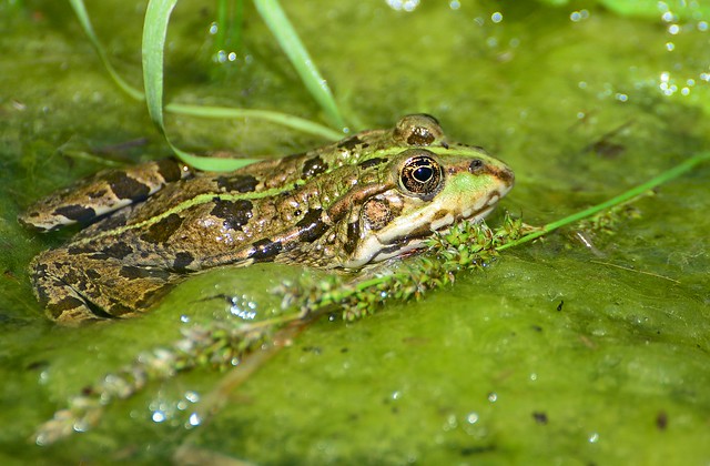 Munich - Green Frog