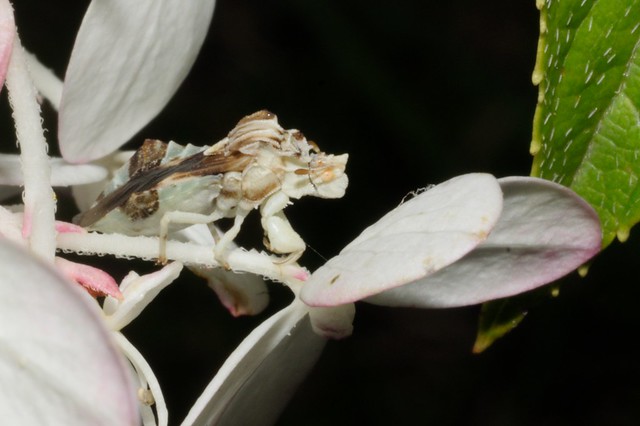 Jagged Ambush Bugs - Phymata sp.