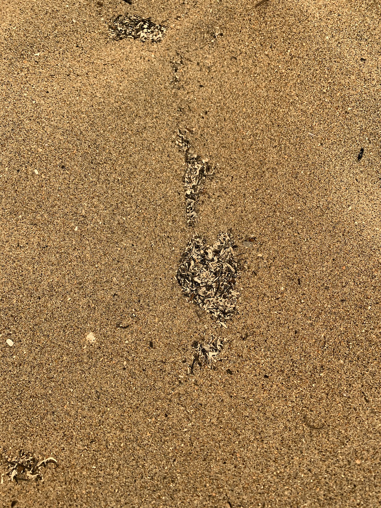 2020-08-19 SC_019 | That's ash in the sand on the beach. | Minotauros ...