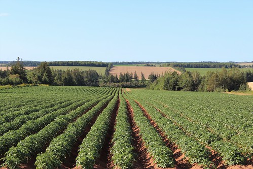 newton pei canada fields farm rural potatofield