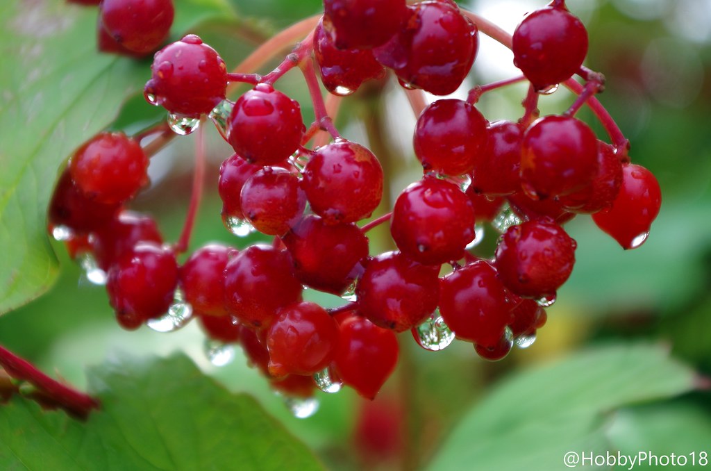 Wet berries