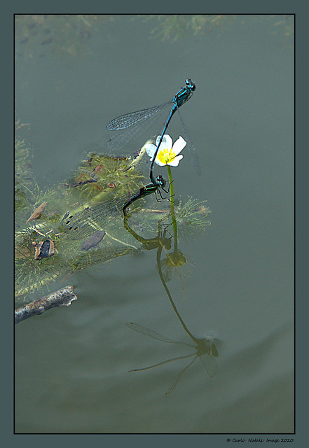 Dragonflies in the pond