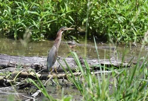 Green Heron | Carondelet Park | Andy Reago & Chrissy McClarren | Flickr