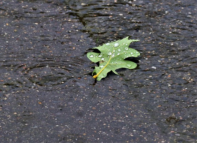 a leaf in the rain