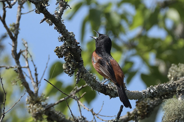 Orchard Oriole2 7-3-2020