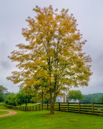 red orange yellow green fall autumn colors tree leaves foliage landscape houses fence grass virginia summer august appomattoxcourthouse nps nationalparkservice portrait vertical landscapephotography sigma dgdn 2470mm zoom lens glass fullframe sony alpha a7riii ilce7rm3 a019 grey clouds cloudy outside outdoors f28 2470mmf28dgdn|a
