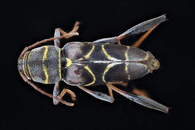 Longhorn beetle back, full body shot_2020-08-06-13.58.52 ZS PMax UDR