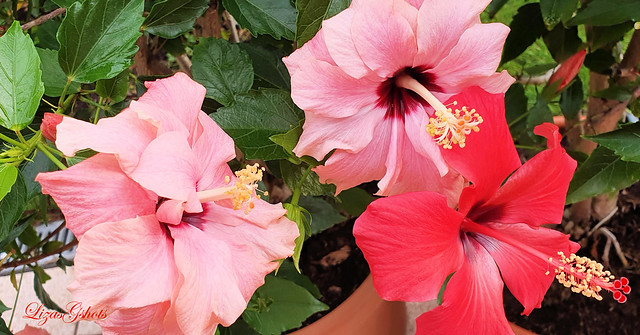 The Sublime Beauty of Hibiscus Blooms!!!!