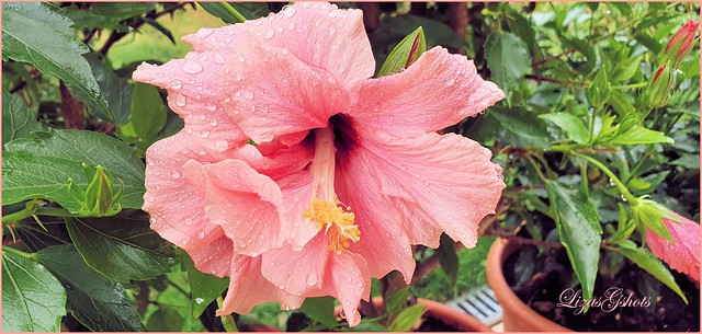 The Sublime Beauty of the Hibiscus Blooms!!