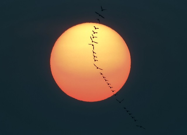 Sun Hawk:  The Phoenix