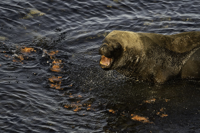 Southern Sea Lion being Sick on Bleaker Island Falklands 33