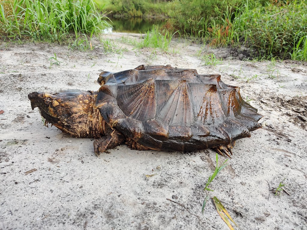 64-pound Suwannee alligator snapping turtle, Macrochelys s…