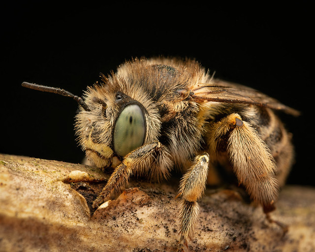 Green Eyed Flower Bee (Anthophora bimaculata)