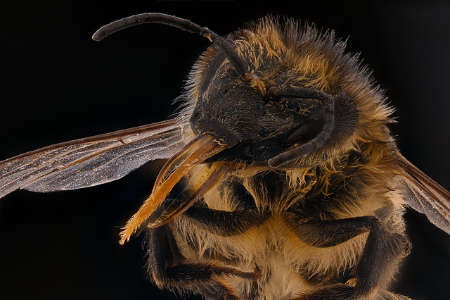 Pedorreta de abeja