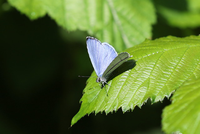 Skovblåfugl (Holly Blue / Celastrina argiolus)