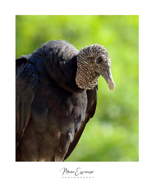 Gallinazo Negro, Coragyps atratus, Black Vulture. Rocafuerte, Manabí, Ecuador