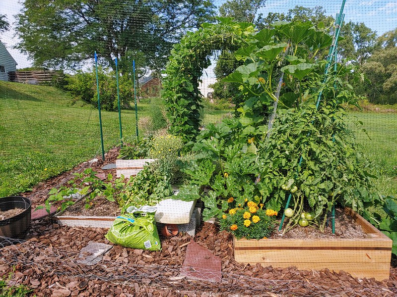 Vegetable Garden from the East