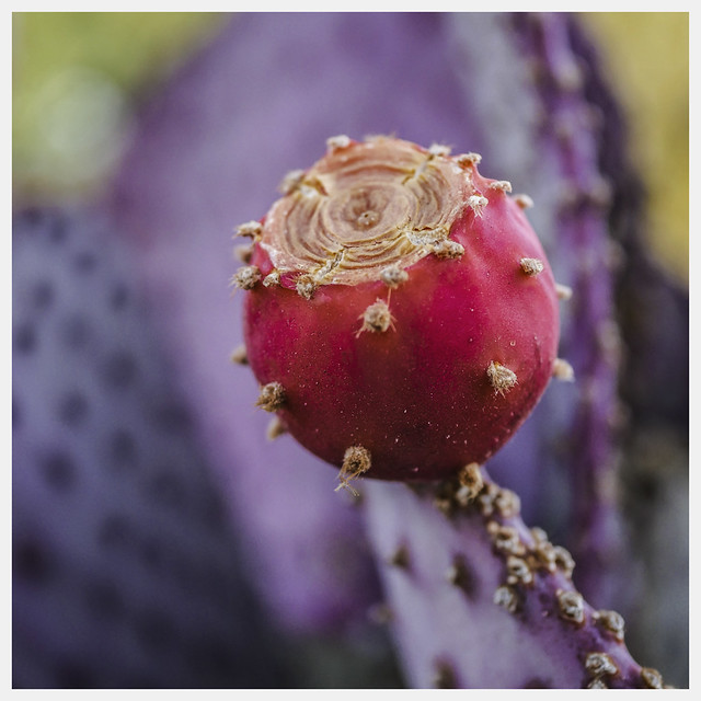 Cacti #35 2020; Opuntia santa-rita Fruit