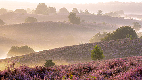 posbank rheden holland heather purple dawn sunrise herikhuizerveld natuurmonumenten veluwezoom color