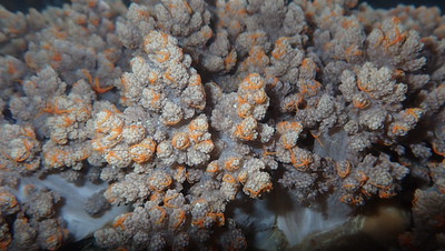 Tiny colourful brittle stars (Ophiothela danae) in Asparagus flowery soft coral (Nephthea sp.)