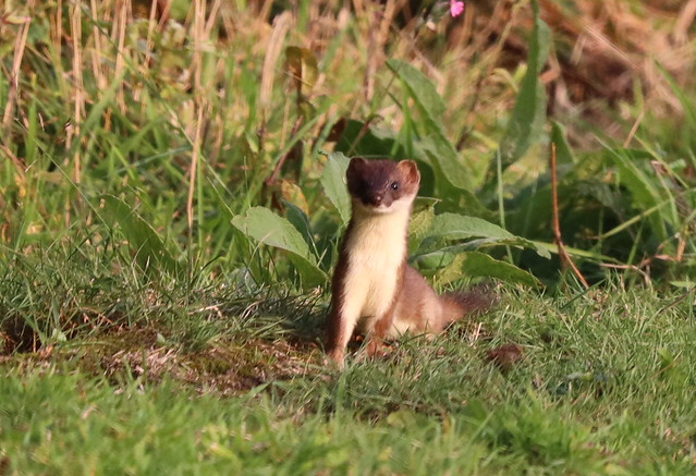 Inquisitive stoat.