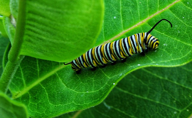 IMG_3068_monarch caterpillar
