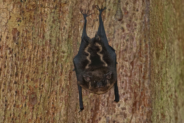 Двулинейный мешкокрыл, Saccopteryx bilineata, Greater sac-winged bat