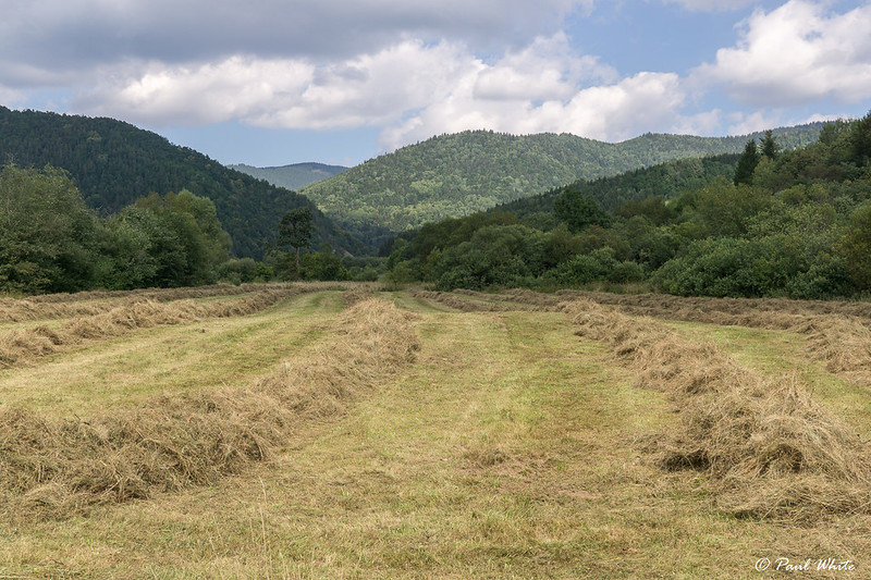 Making hay in Transylvania