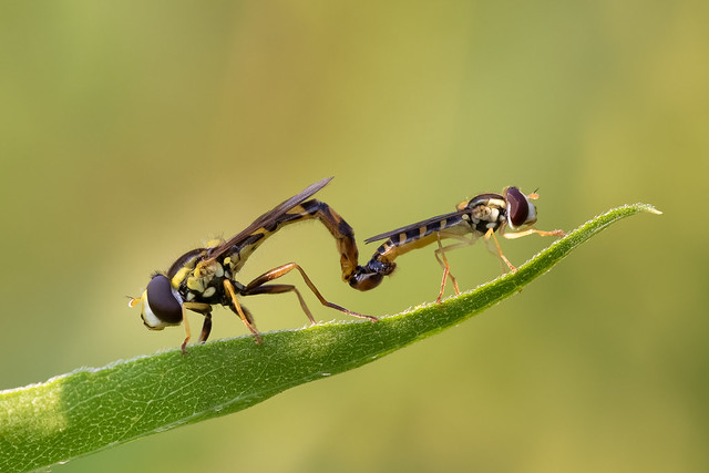 hover flies mating