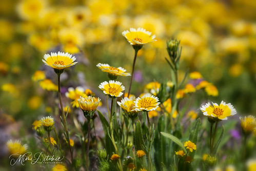 wildflowers tidytips shellcreekroad flowers getty gettyimages mimiditchie mimiditchiephotography