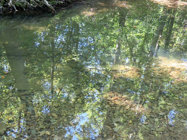 reflections in creek