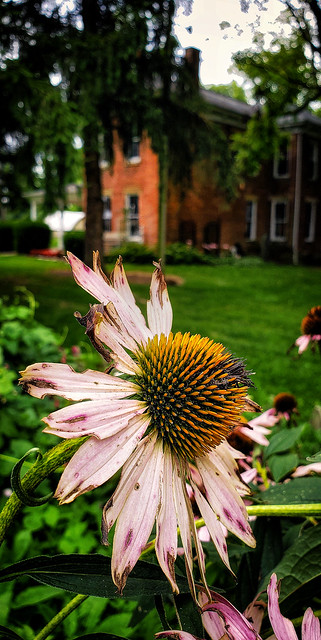 Cone Flower at James Ranch Park, Xenia, Ohio