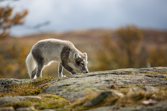 Arctic fox in the Autumn