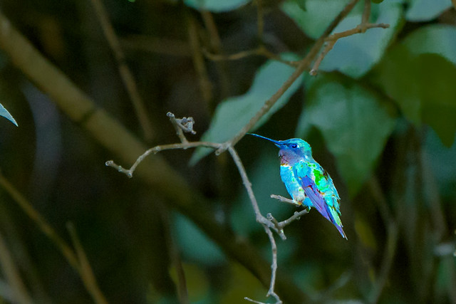 Ruby Throated Hummingbird - Summer 2020-105.jpg