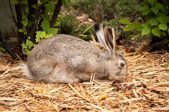 Jackrabbit