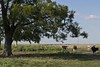 Sofrabaum auf der Sauerländer Hutweide mit Kühen der Billeder auf dem Heimweg 2009