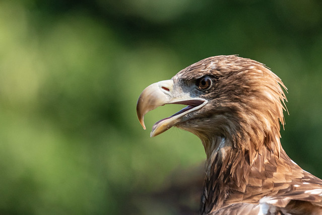 Close-up portrait of a golden eagle a large American bird